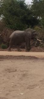 Malombo Selous Forest Camp - 4