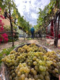 Chardonnay Lodge - Napa - 7