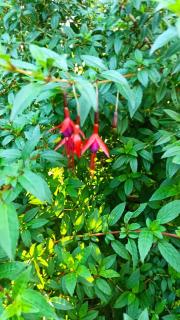 Casa en centro Puerto Montt - 1