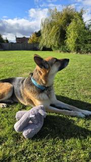 Little Owls Nest Holiday Home - 1