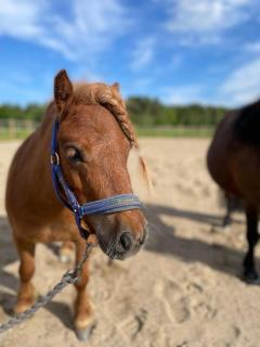 Lunas Hästgård - 6