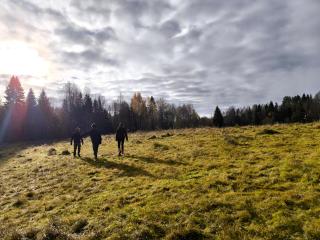 Embracing nature's Swedish house - Ludvika - 6