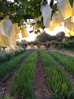 Casa rural Las Huertas del Abrilongo - 1