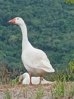 Pousada Vila Felicita - São Valentim - 8