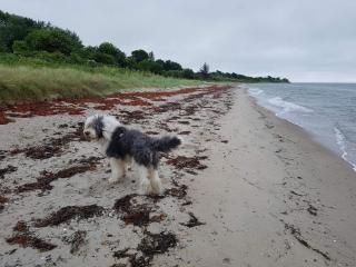 5 person holiday home in Odder-By Traum - 4