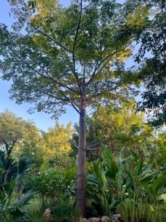 Cabañas HUNAB KU 21 - 9