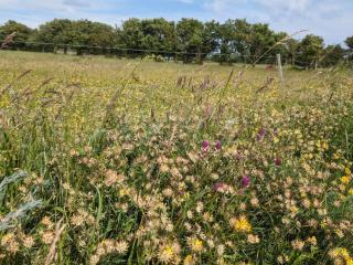 6 person holiday home in Humble-By Traum - 4