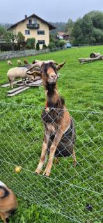 Ferienwohnung de Best inkl. Chiemgaukarte - 2