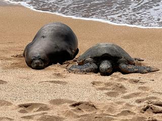 Hale Mahina B201 - 7