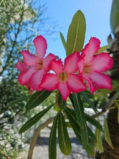 Beautiful house with access to a private beach - 3