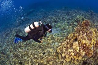 Napili Point B44 · NP B44 Remodeled OceanFront Winter Getaway - 6