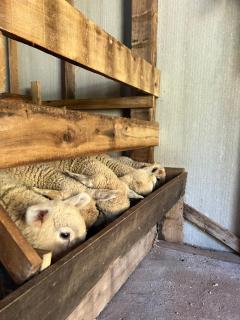 Pousada Maibe Amanhecer na Serra - 7