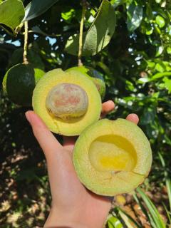 Homestay Vườn Trái Cây Nhiệt Đới VÔ ƯU GARDEN - 2