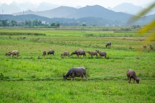 Phong Nha Farmstay - 8