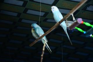 Kabul Blue Star Guest House Number 2 - 4