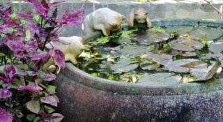 Rommai Rimnaam Resort - 6