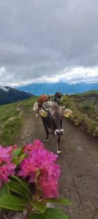 Ferienwohnung Hartlgut - 1