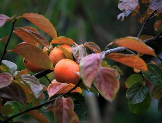 Wild Olive Cottage Clare Valley - 4