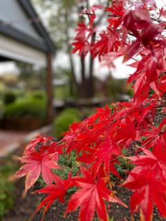 Wild Olive Cottage Clare Valley - 6