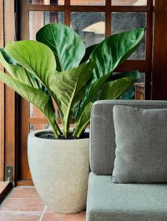 Iron Oak Villa Bali - nearby Canggu - 0