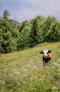 Domek pod Mogielicą - 8