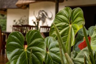 Seringa Lodge & Safaris - 8