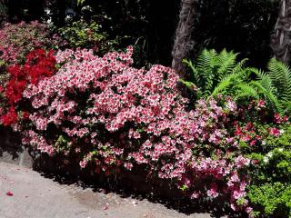 Villa Coris Ferienwohnung Magnolia - 9