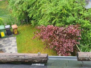 Rosenzauber Gipfelstürmer - 3