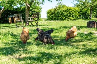 Ferienwohnung Landleben - 4