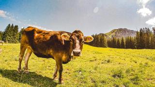 Loft mit Seeblick und Innenpool - 5
