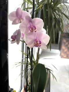 La Grange, Vendée, Nesmy - 5