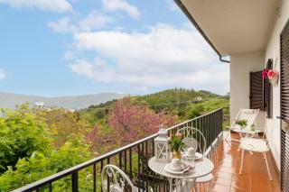 Sassi Scritti - Acero Montano - 5