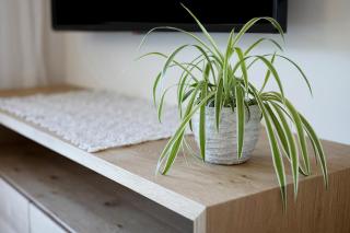 Sommersbergerhof 2017 - 6