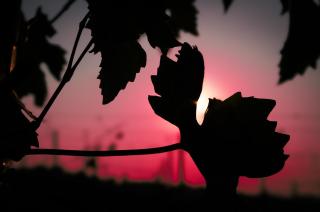 Small House Monferrato - 9