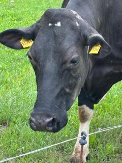 Heiderast Wipperau - 8