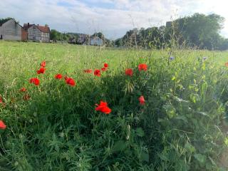 Tiny House im Grünen - 9
