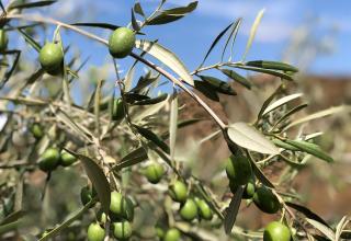 Finca Las Nuevas Casa Maria - 9