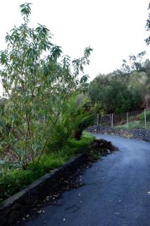 Complejo Rural Pajar de Bento - Agulo - 5