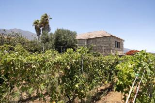 Las Tres Palmeras - 8