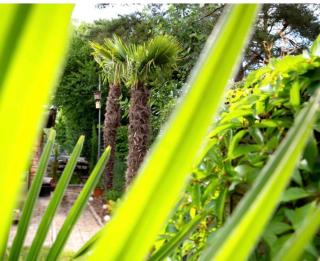 Ferienwohnung Am Palmengarten - 9