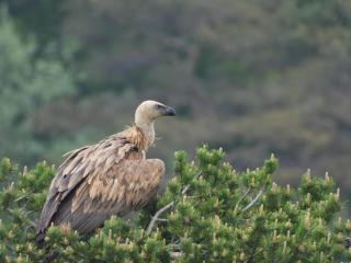 Gites D'étape Les Carlines - 8