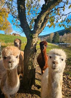 Auszeit zwischen Fellnasen - Bischofsgrün - 7