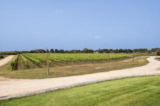 Tenuta Vigna Corallo - Mimosa - 7