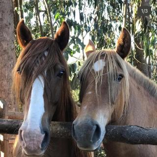 Hostal Tregualemu - 6