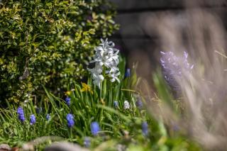 Silbernagl sonnig mit Gartenblick - Issing - 9