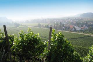 Weingut Landerer - 9