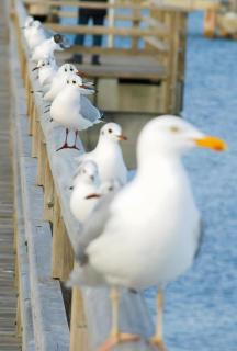 Ferienwohnung Bella - 7