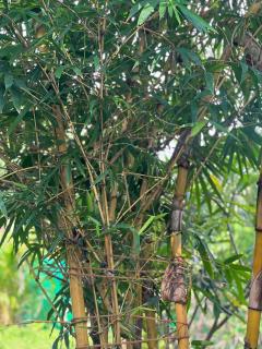 The Peace Hostel - 7