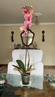 Lejos de Casa Aquí estarás bien - 7