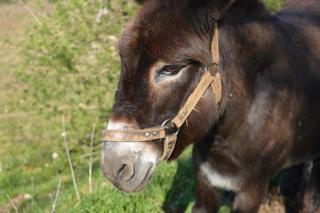 Les Crouquets - La Grange - 9